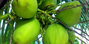 Fresh Coconuts