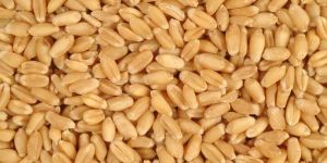 Wheat Seeds