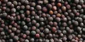 Black Mustard Seeds
