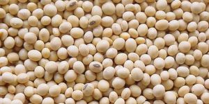 Soybean Seeds