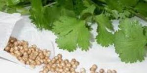 Coriander