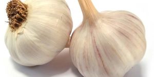 Fresh Garlic