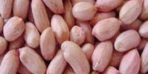 Peanut Kernels