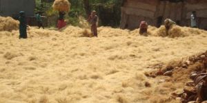Coir Fiber Bales