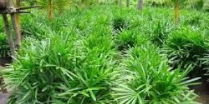 Rhapis Palm