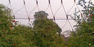 Anti Bird Net