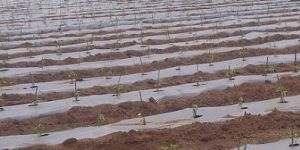 Mulching Films