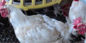Poultry Net