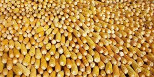 Yellow Maize Seeds