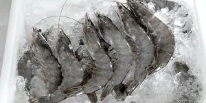 Frozen Shrimp