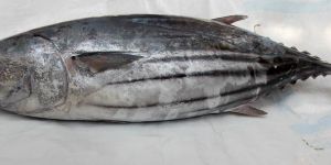 Skipjack Tuna