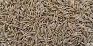 Cumin Seeds