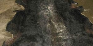 Animal Hide