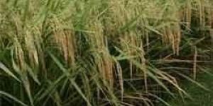 Paddy Seeds