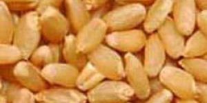 Wheat Seeds