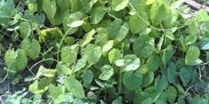 Tinospora Cordifolia Extract