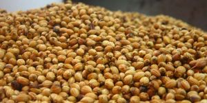 Coriander Seeds