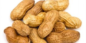 Groundnut in Shell
