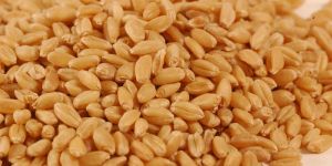 Wheat
