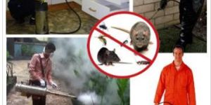 Pest Control Services