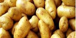 Fresh Potato