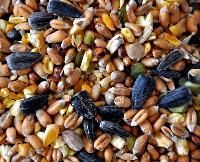 Bird Seed