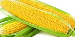 Sweet Corn