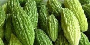 Fresh Bitter Gourd