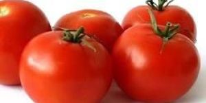 Fresh Tomato