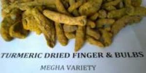 Turmeric Finger