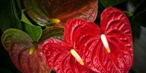 Anthurium Flowers
