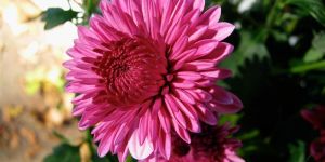 Chrysanthemum Flowers