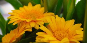 Gerbera Flowers