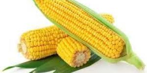 Maize