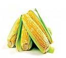 Yellow Maize