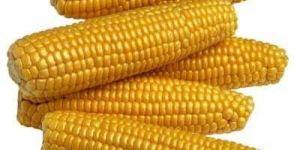 Maize
