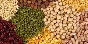 Indian Pulses