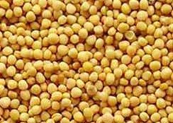 Yellow Mustard Seeds