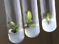 Plant Tissue Culture