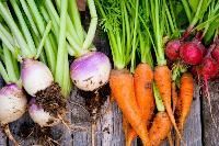 Root Vegetable