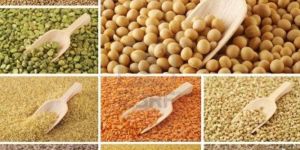 Food Grains