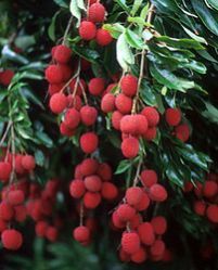 Fresh Litchi