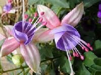 Exotic Flowers