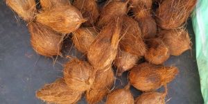 Semi Husked Coconuts