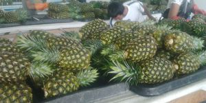 Fresh Pineapple