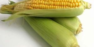 Yellow Maize