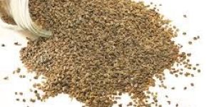 Carom Seeds