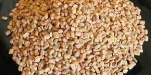 Fenugreek Seed