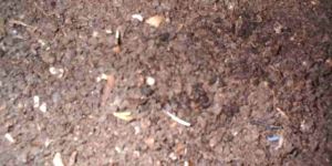 Vermicompost