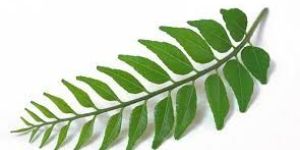 Curry Leaves